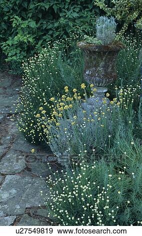 Stock Photo - Santolina in scented border of country garden in summer. Fotosearch