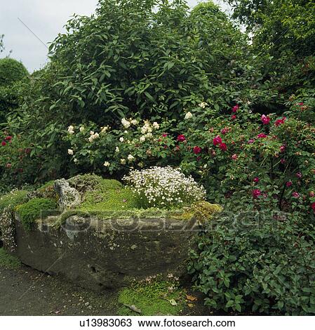 Sedum in large stone sink in country garden in summer View Large Photo Image Stock Image - Sedum in large stone sink in country garden in summer. Fotosearch
