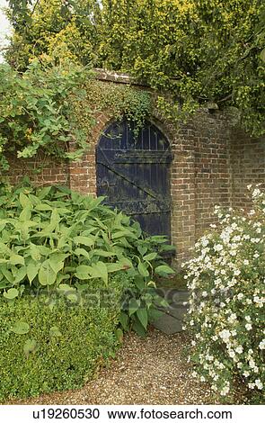 Stock Image - Shrub in border with clipped low hedge in walled country garden in summer. Fotosearch