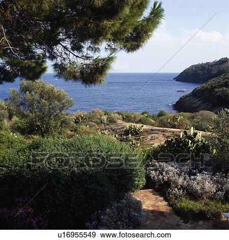 Stock Photo - Shrubs and pine trees in coastal garding overlooking the sea. Fotosearch