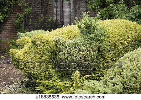 sightseeing, gardens, leisure, topiary, hedges, tourist View Large Photo Image Stock Photography - sightseeing, gardens, leisure, topiary, hedges, tourist. Fotosearch