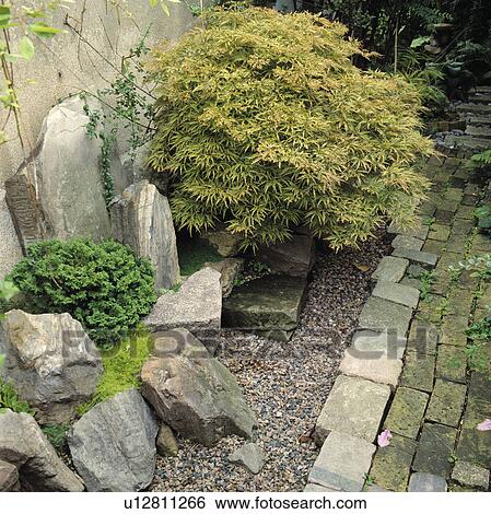 Small green acer beside paved path View Large Photo Image Stock Photograph - Small green acer beside paved path. Fotosearch