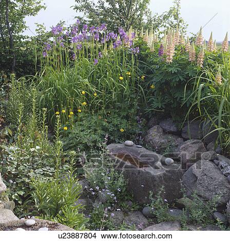 Picture - Small raised rustic pond and lupins in country garden. Fotosearch