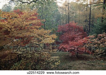 Stock Photo - Small red and golden Autumn trees in woodland. Fotosearch