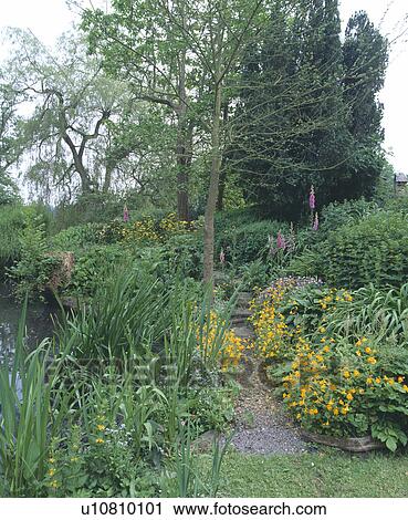 Small tree and yellow spring plants in border beside path in country garden View Large Photo Image Stock Image - Small tree and yellow spring plants in border beside path in country garden. Fotosearch