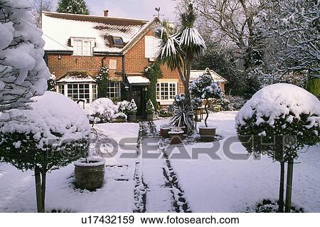 Stock Photo - Snow on clipped shrubs in country garden in winter. Fotosearch