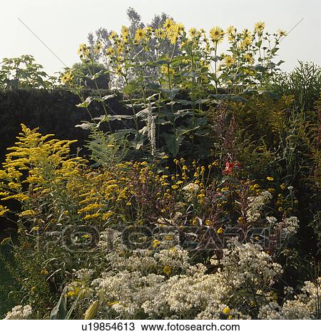 Stock Image - Solidago and anaphalis in border in large country garden in late summer. Fotosearch