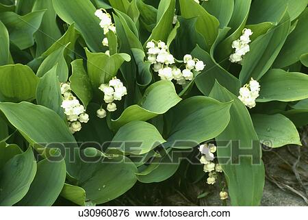 Stock Photograph - spring, convallaria, bulbs, lily of the valley, white, summer, plants. Fotosearch