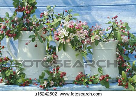 Still-Life of apple blossom View Large Photo Image Stock Image - Still-Life of apple blossom. Fotosearch