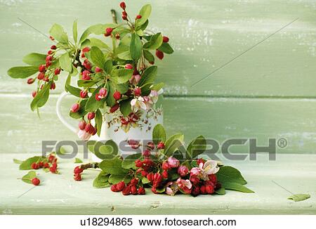 Stock Photography - Still-Life of apple blossom. Fotosearch