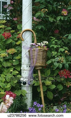 Still-Life of basket on walking stick View Large Photo Image Stock Photograph - Still-Life of basket on walking stick. Fotosearch