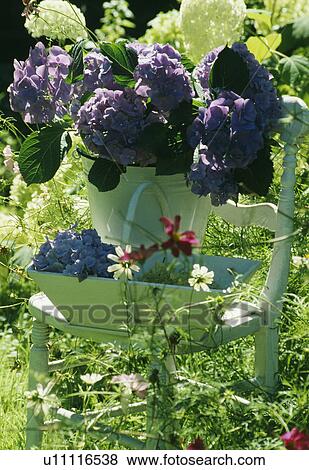 Still-Life of blue hydrangeas in vase on chair View Large Photo Image Stock Photo - Still-Life of blue hydrangeas in vase on chair. Fotosearch