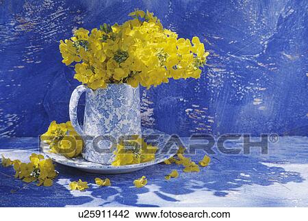 Stock Image - Still-Life of blue+white jugs yellow wallflowers. Fotosearch