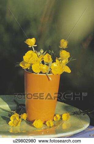 Still-Life of buttercups in orange vase View Large Photo Image Stock Image - Still-Life of buttercups in orange vase. Fotosearch