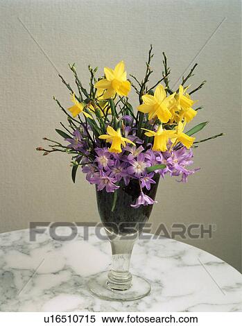 Stock Photography - Still-Life of daffodils and scillas in wineglass. Fotosearch