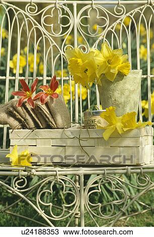 Stock Image - Still-Life of daffodils on chair. Fotosearch