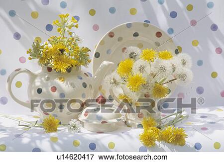 Still-Life of dandeliions in spotted teapot View Large Photo Image Stock Photo - Still-Life of dandeliions in spotted teapot. Fotosearch