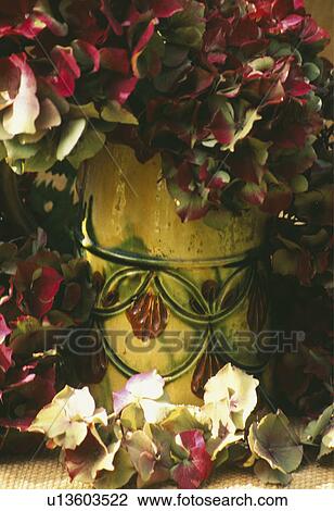 Still-Life of hydrangeas in vase View Large Photo Image Stock Image - Still-Life of hydrangeas in vase. Fotosearch