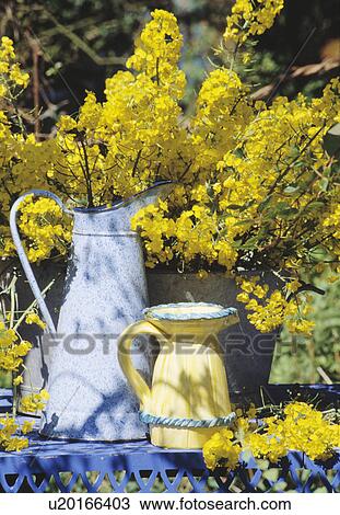 Still-Life of jugs and yellow erysimum View Large Photo Image Stock Image - Still-Life of jugs and yellow erysimum. Fotosearch