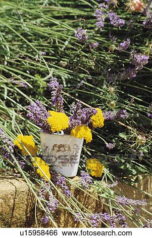 Still-Life of lavender View Large Photo Image Stock Photograph - Still-Life of lavender. Fotosearch
