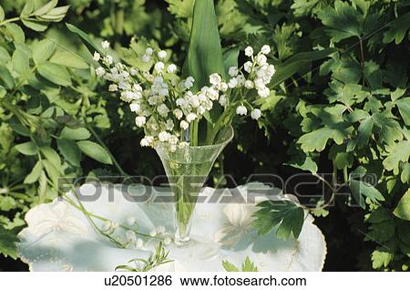 Still-Life of lilies-of-the-valley View Large Photo Image Stock Photograph - Still-Life of lilies-of-the-valley. Fotosearch