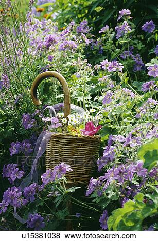 Still-Life of mauve geraniums and basket View Large Photo Image Stock Photo - Still-Life of mauve geraniums and basket. Fotosearch