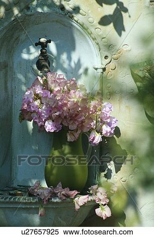 Stock Photography - Still-Life of mauve sweetpeas in green jug. Fotosearch