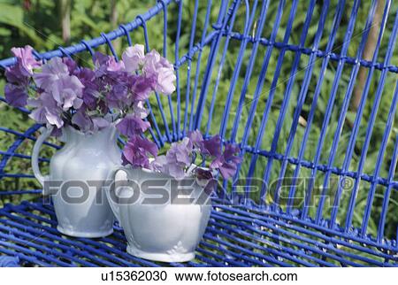 Stock Image - Still-Life of mauve sweetpeas in white jugs. Fotosearch