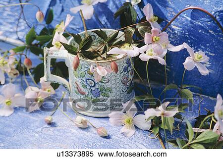 Still-Life of pink clematis and cup View Large Photo Image Stock Photography - Still-Life of pink clematis and cup. Fotosearch