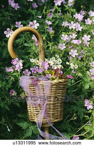 Still-Life of pink geraniums and baskets View Large Photo Image Stock Photography - Still-Life of pink geraniums and baskets. Fotosearch
