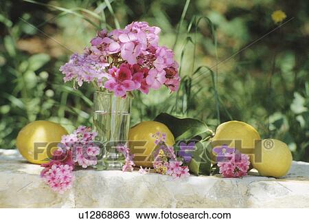 Stock Image - Still-Life of pink geraniums and lemons. Fotosearch