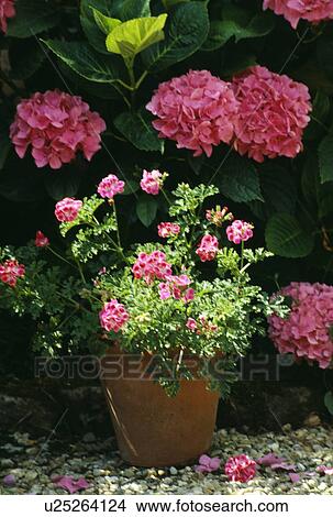 Picture - Still-Life of pink geraniums in pot and pink hydrangeas. Fotosearch