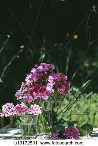 Still-Life of pink geraniums View Large Photo Image Stock Image - Still-Life of pink geraniums. Fotosearch