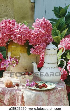 Still-Life of pink hydrangeas and coffeepot View Large Photo Image Stock Image - Still-Life of pink hydrangeas and coffeepot. Fotosearch
