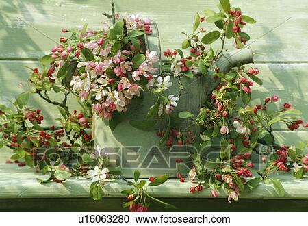 Still-Life of pink spring blossom View Large Photo Image Stock Image - Still-Life of pink spring blossom. Fotosearch