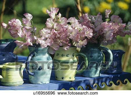Stock Photograph - Still-Life of pink sweetpeas in blue jugs. Fotosearch