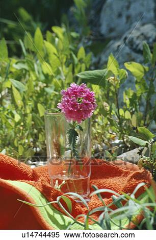 Still-Life of pink verbena in glass on orange fabric View Large Photo Image Stock Photography - Still-Life of pink verbena in glass on orange fabric. Fotosearch