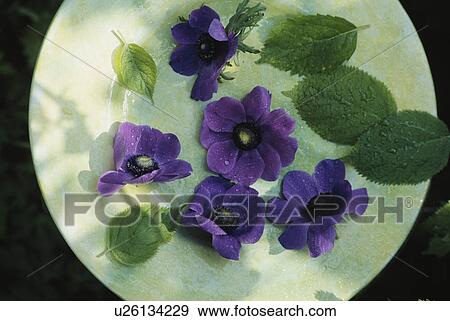 Stock Photo - Still-Life of purple anemones. Fotosearch