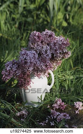 Still-Life of purple lilac in jug View Large Photo Image Stock Photography - Still-Life of purple lilac in jug. Fotosearch