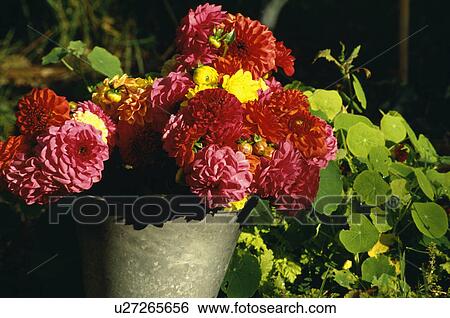 Stock Photograph - Still-life of red and yellow dahlias in vase. Fotosearch