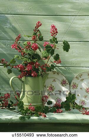 Stock Image - Still-Life of red currant blossom in green jug. Fotosearch