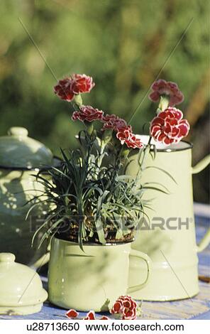 Stock Image - Still-life of red dianthus. Fotosearch