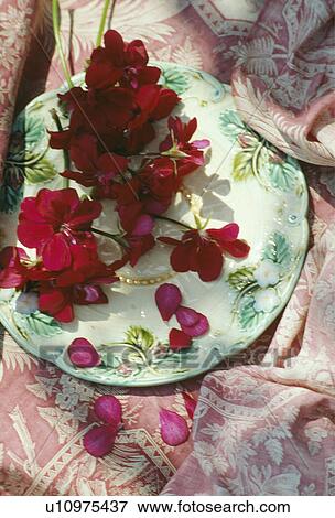 Stock Photo - Still-Life of red geraniums. Fotosearch
