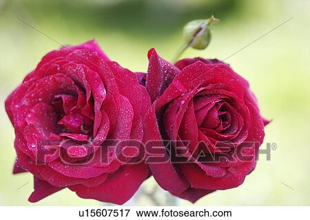 Still-life of red roses View Large Photo Image Stock Photo - Still-life of red roses. Fotosearch