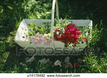 Stock Image - Still-Life of red sweetpeas in white trug. Fotosearch