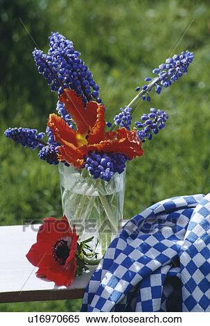 Stock Photography - Still-Life of red tulips and blue muscari in vase. Fotosearch