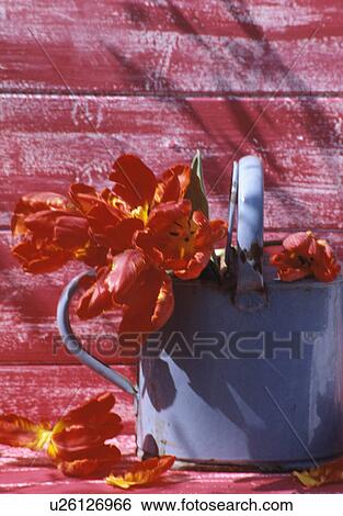 Stock Photograph - Still-Life of red tulips in blue watering can. Fotosearch
