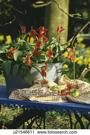 Still-Life of red tulips in bucket View Large Photo Image Stock Image - Still-Life of red tulips in bucket. Fotosearch
