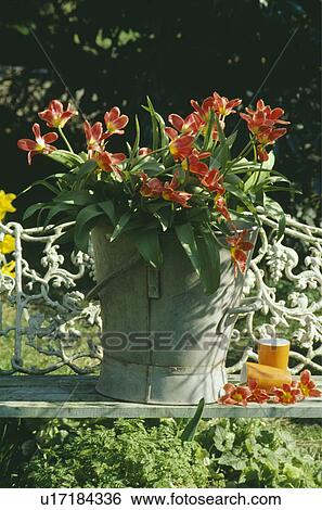 Still-Life of red tulips in bucket View Large Photo Image Stock Photograph - Still-Life of red tulips in bucket. Fotosearch
