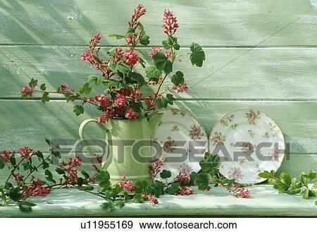 Stock Photo - Still-Life of redcurrant blossom. Fotosearch